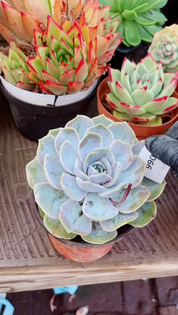 07066多肉植物一物一拍