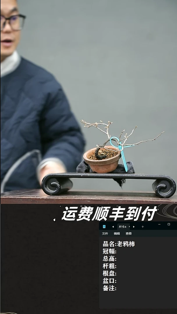 【闪购商品】19 老鸦柿