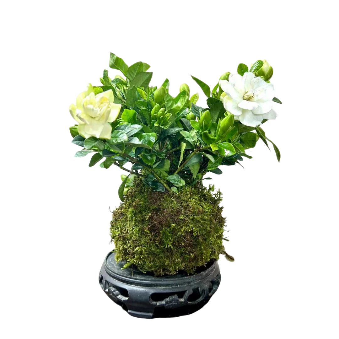 栀子花苔藓球盆栽室内外绿植四季开花浓香型净化空气花卉