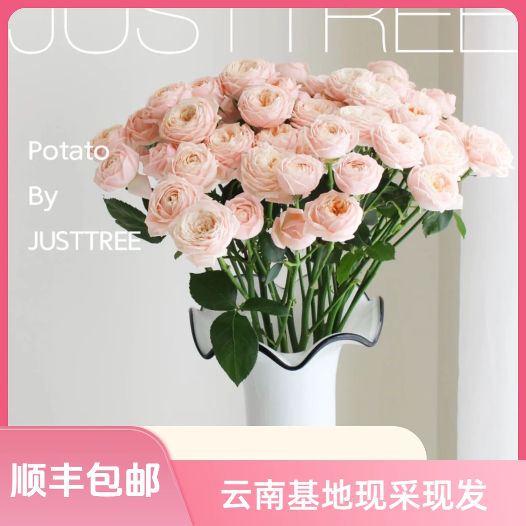【花喜甄选】柏林少女多头玫瑰鲜花云南直发家用瓶插水养鲜切花顺丰