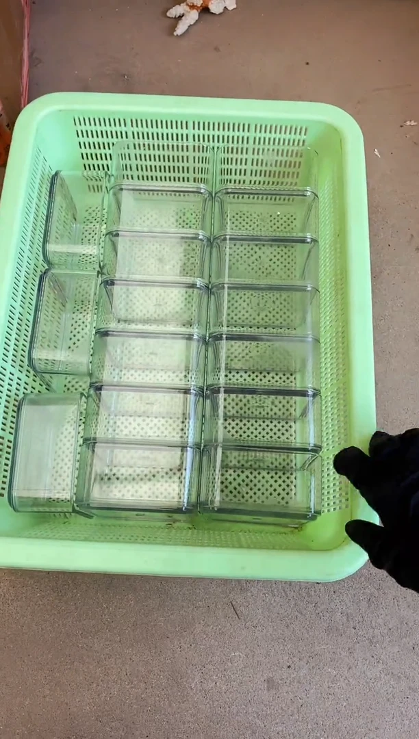 寄居蟹泡水水盆透明3个装