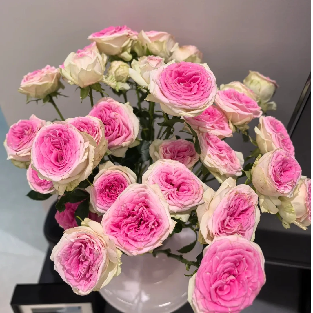【冰淇淋泡泡】粉白色系多头玫瑰云南基地直发家用水养鲜花玫瑰花
