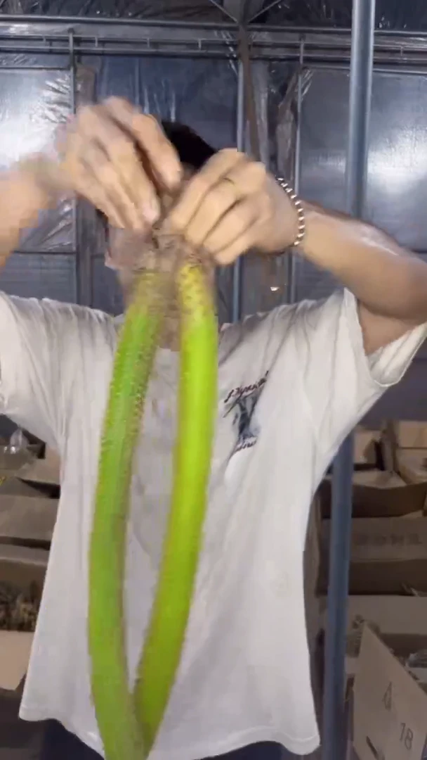 3颗 单头 彩舞柱【带根】高20-30cm