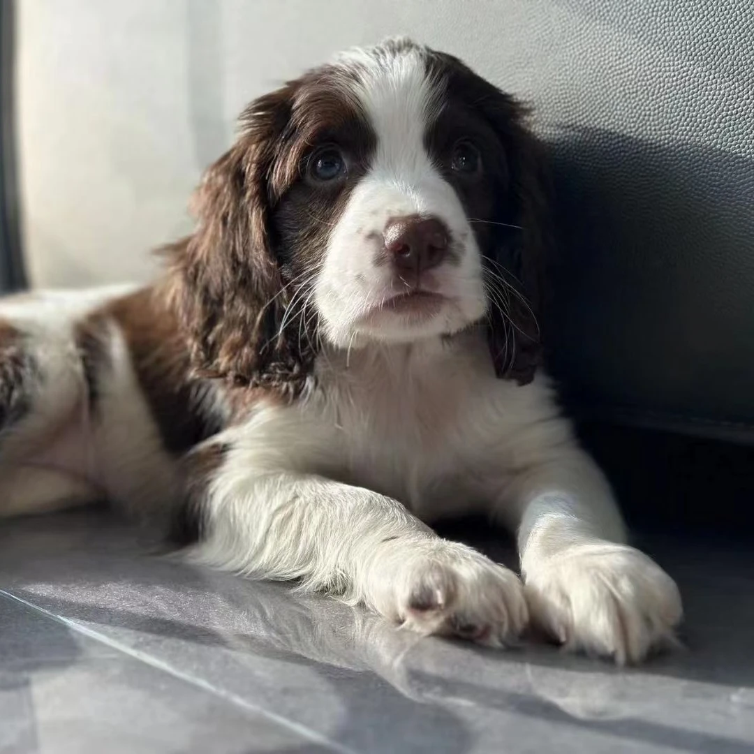 史宾格幼犬萌宠活体纯种可爱