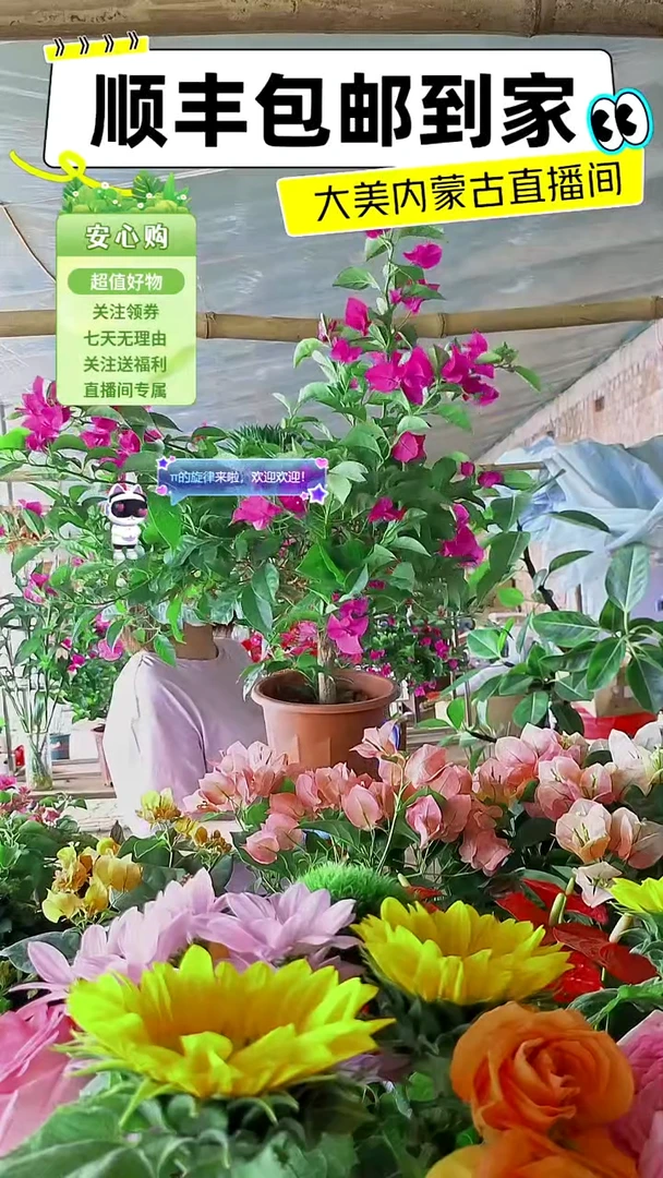 完全开放云南紫三角梅