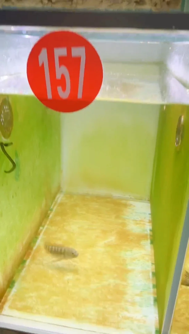 慈鲷三湖慈鲷157