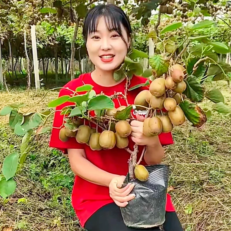 红心猕猴桃树果苗徐香软枣猕猴桃树苗当年结果南北方种植嫁接果树