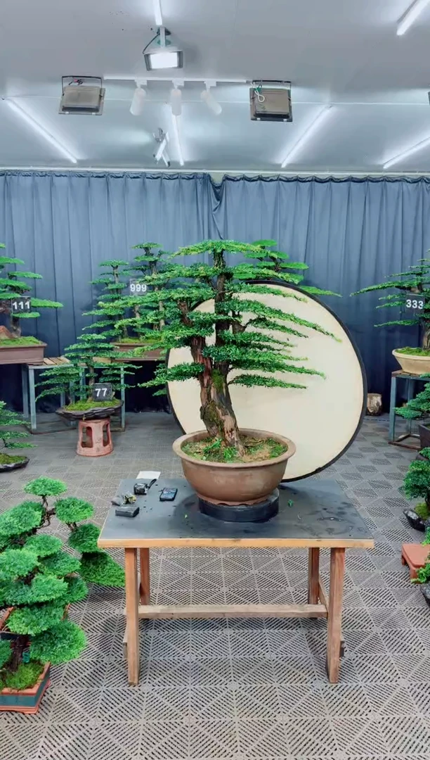 无花朵盆景......