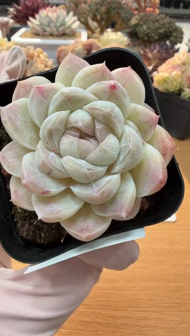 东云多肉园二店-22