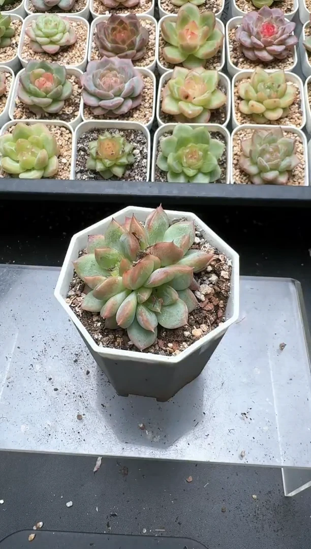 275C云禹多肉植物 带盆土纸巾打包 3颗包邮