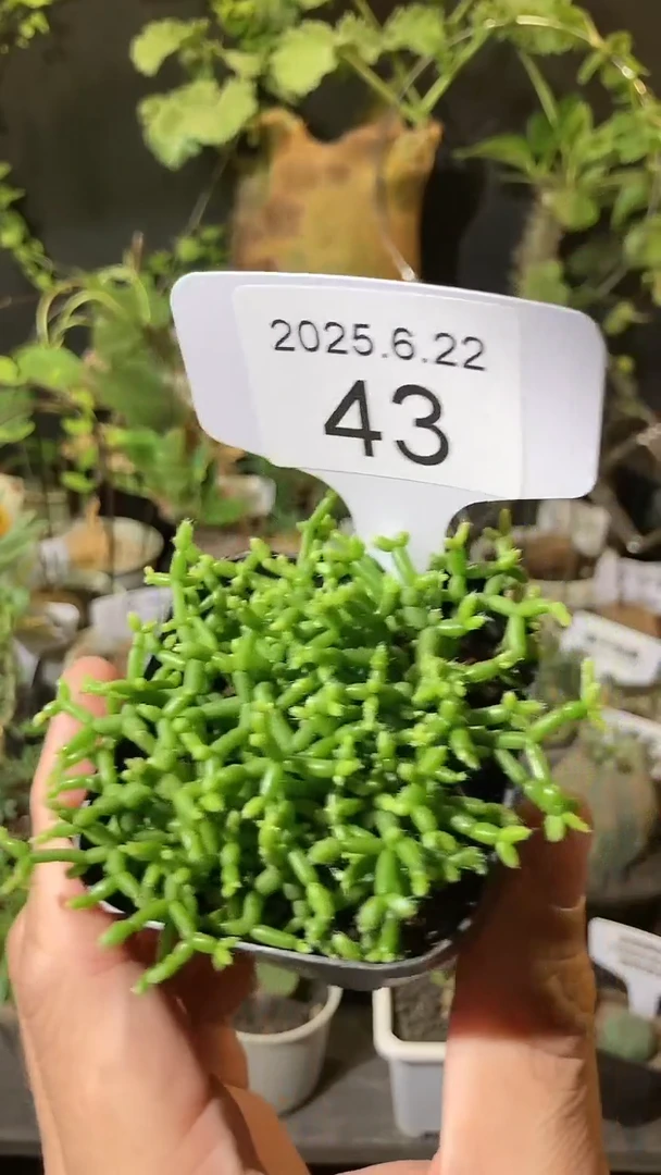 43号622福利木偶人
