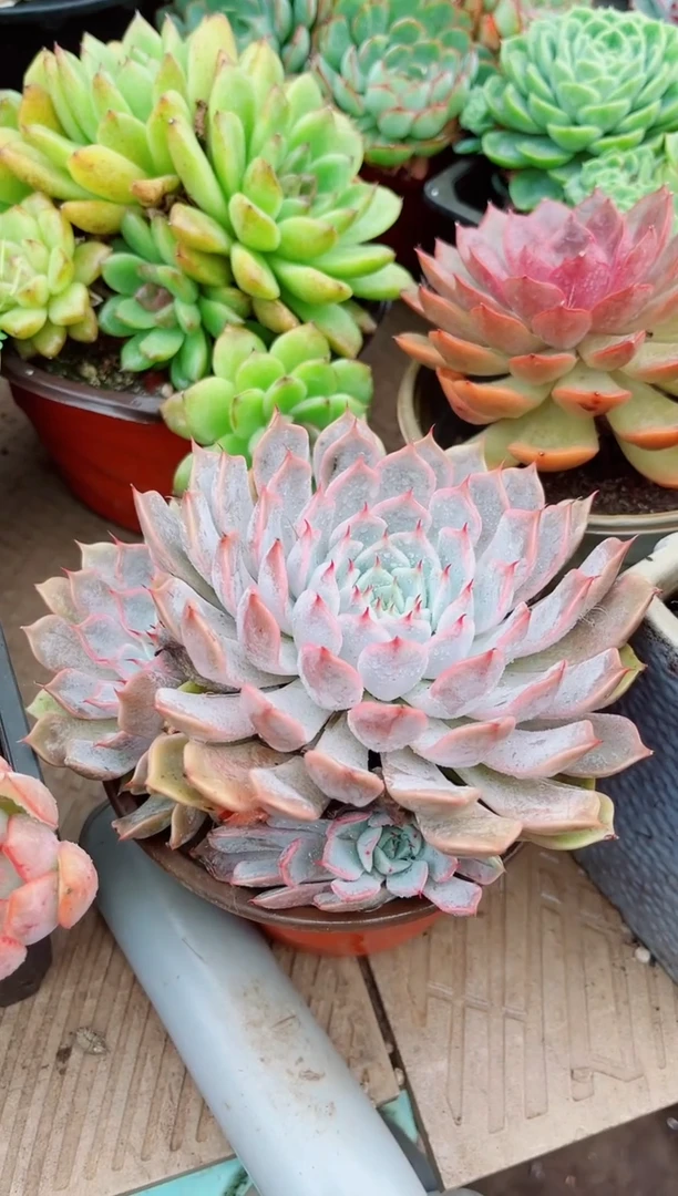 熙11124多肉植物一物一拍