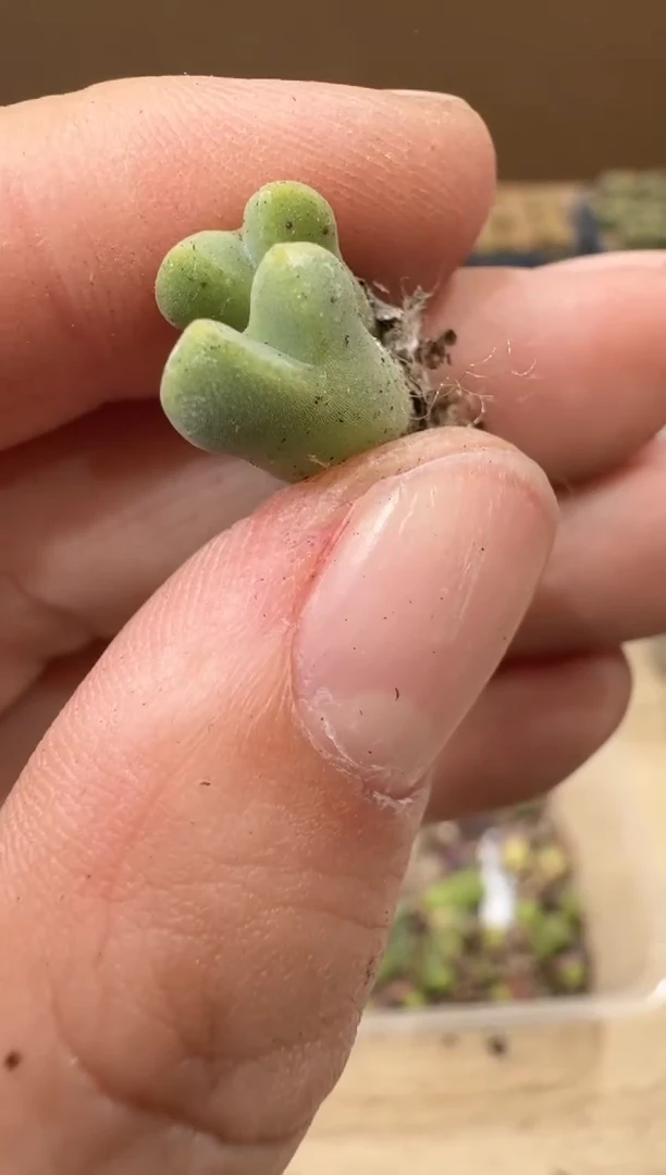 多肉植物肉锥16-281