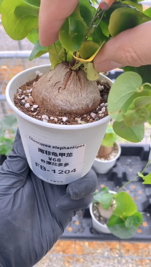 【闪购商品】南非龟甲龙FB-1204