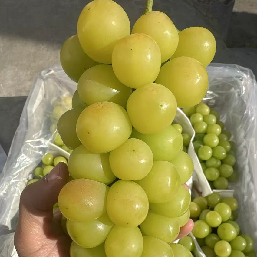 【超甜】自然熟阳光玫瑰一箱2-4斤左右