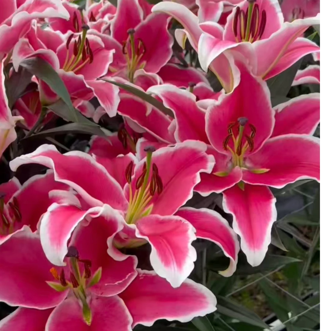 乔乔花屋 1粒灿烂OT26cm以上粉色单瓣百合种球 不带盆土现货包邮