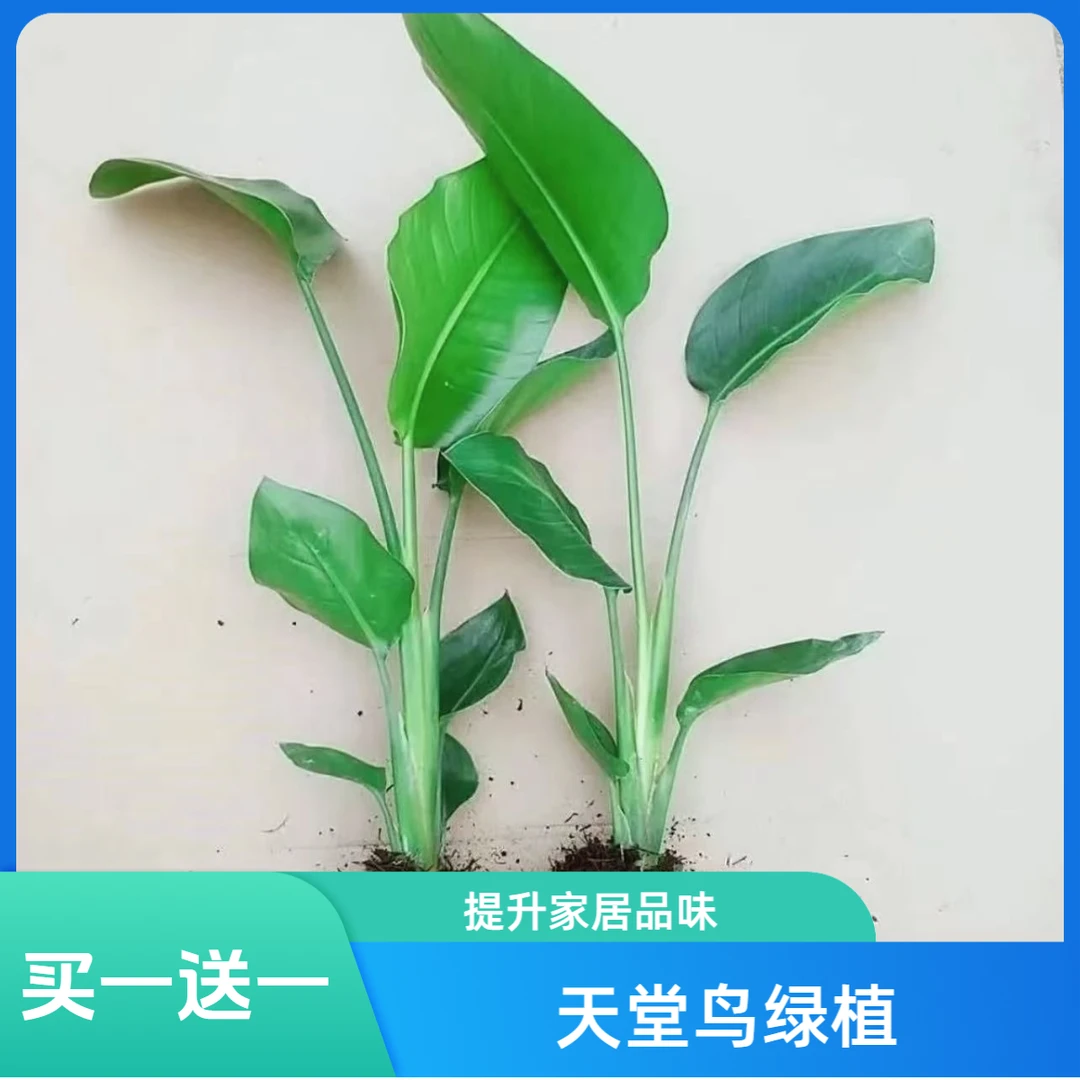 【买一送一】到手两颗水培天堂鸟除甲醛净化空气四季常青观叶绿植
