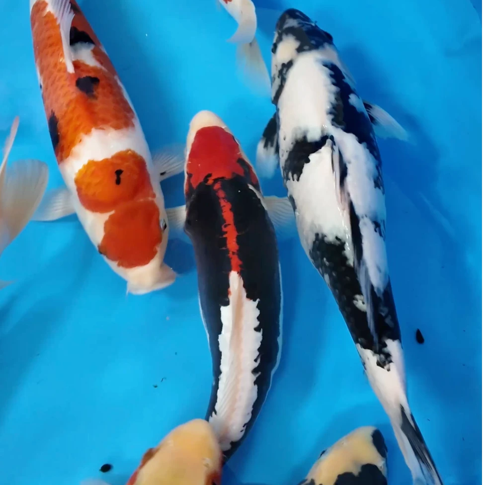 日本名场进口锦鲤/务必索取视频以确保品质（运费到付不包邮）