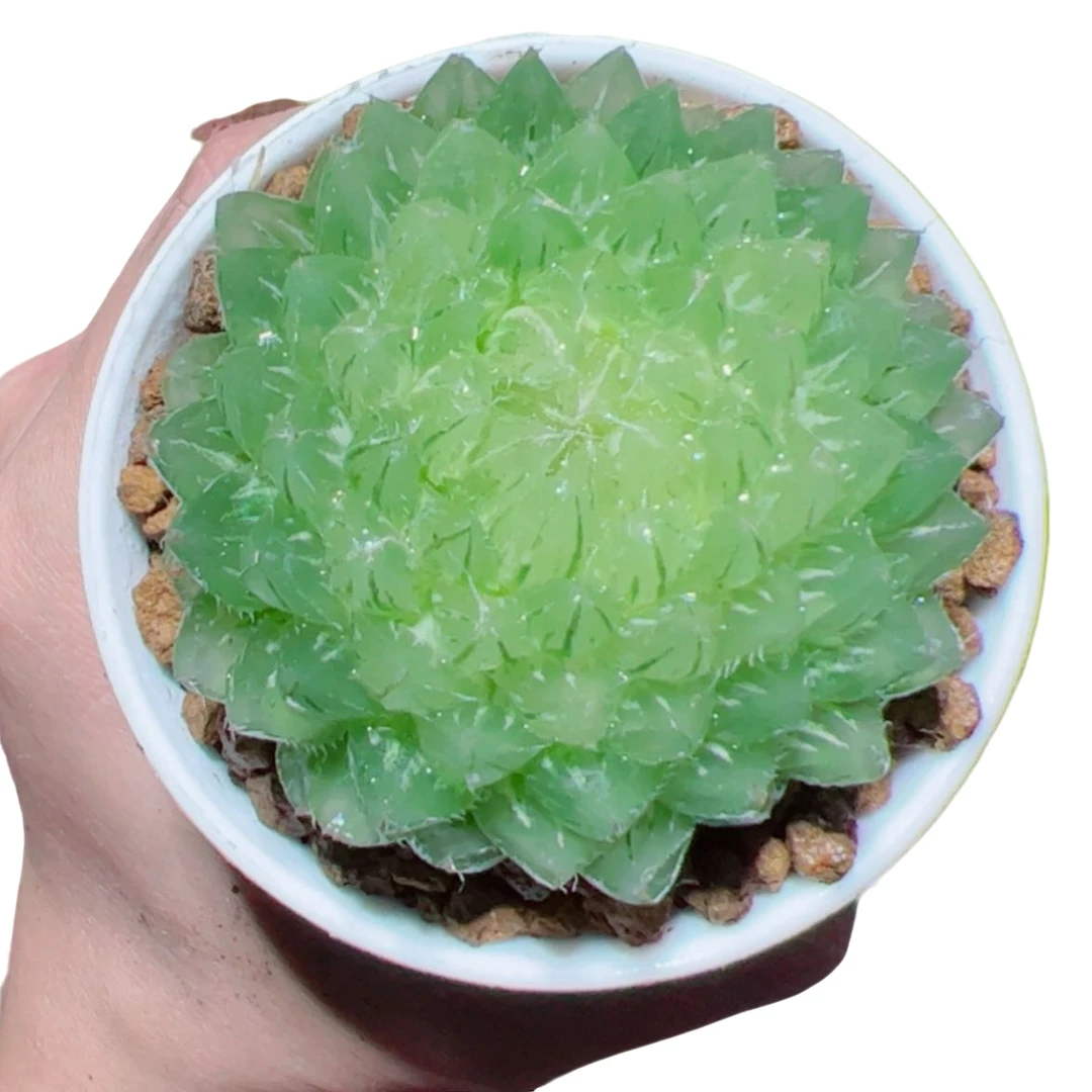 翠云玉露锦【满18包邮】