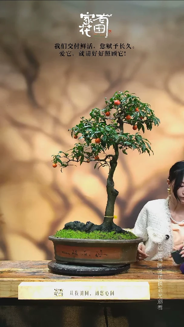 无花朵个**足家有花田-老桩金弹子