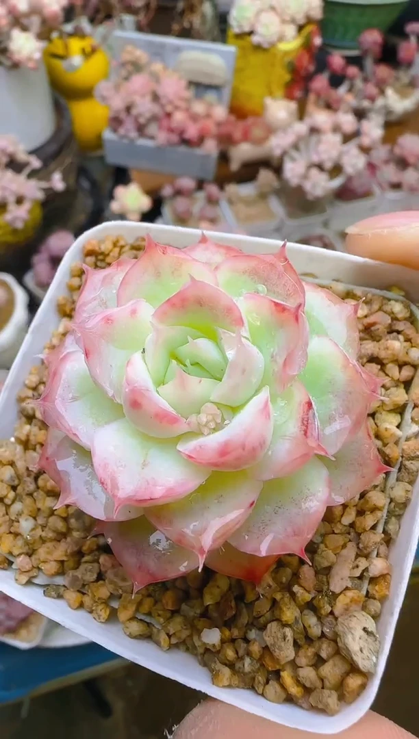 【闪购商品】福—396—仙农（月影）