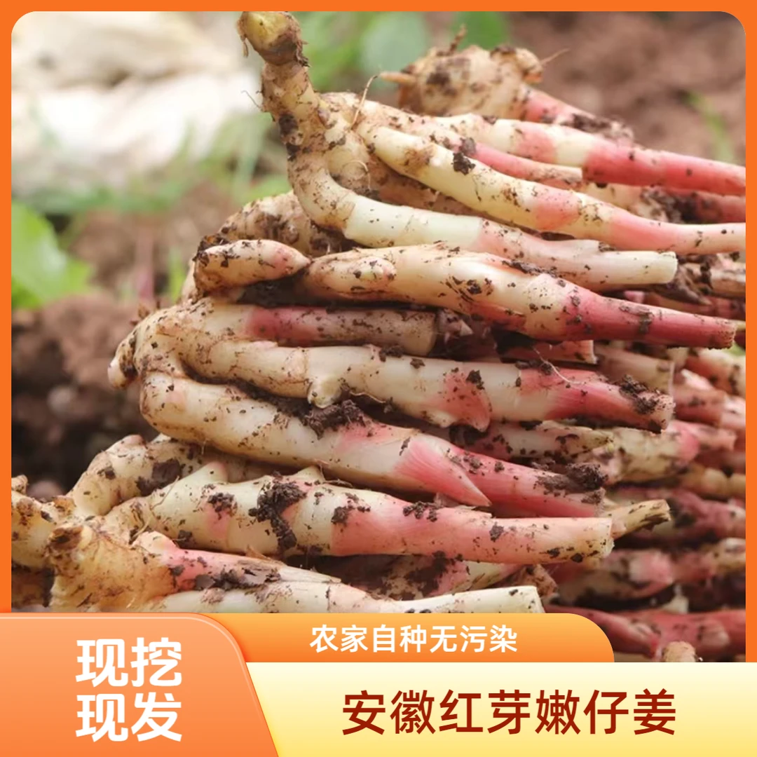 【安徽仔姜】1/3/5斤仔姜生姜鲜姜红芽嫩姜新鲜嫩仔姜芽泡糖醋姜