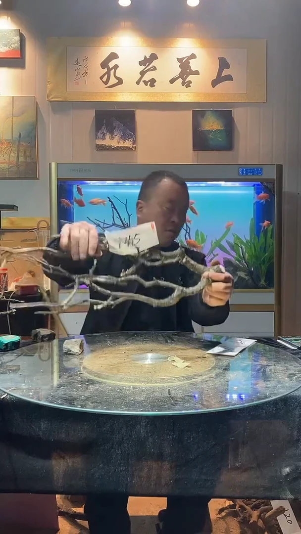 145号天然黄栎木适合60缸