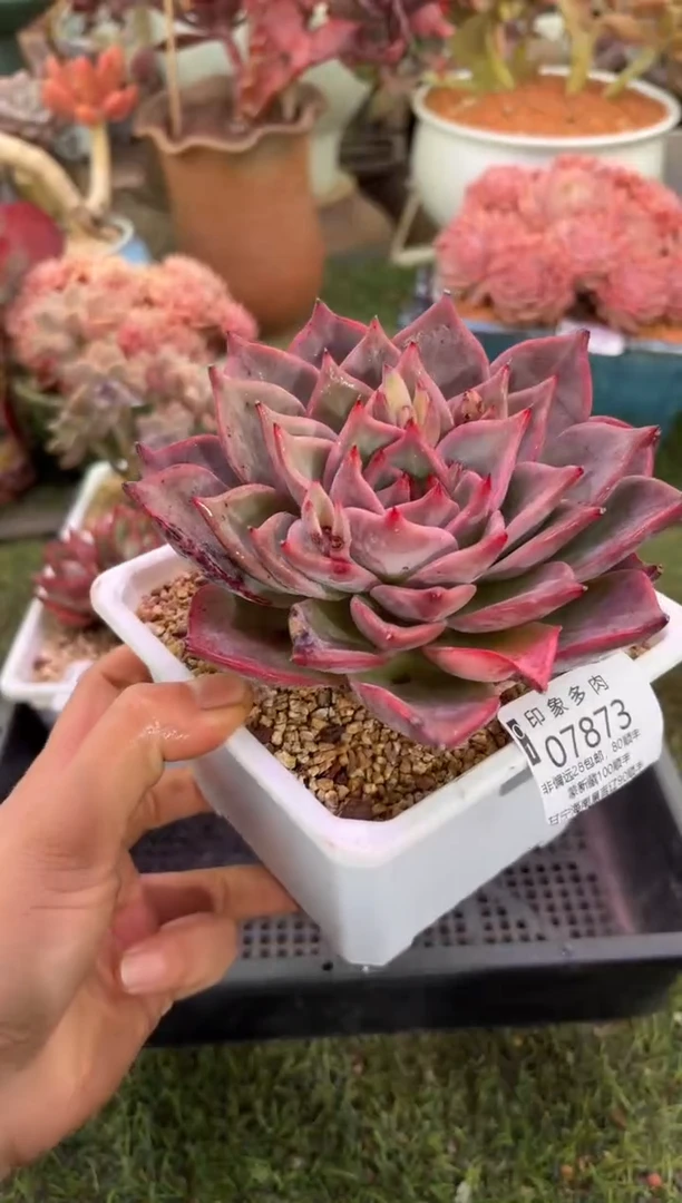 【闪购商品】07873