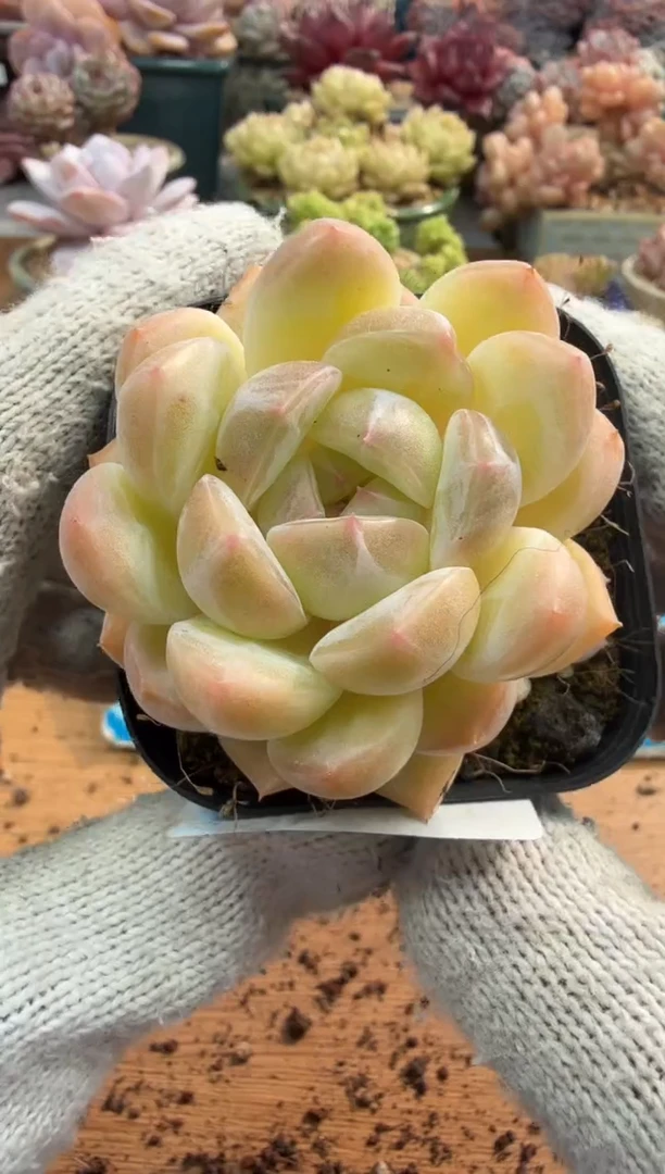 东云多肉园三店-44