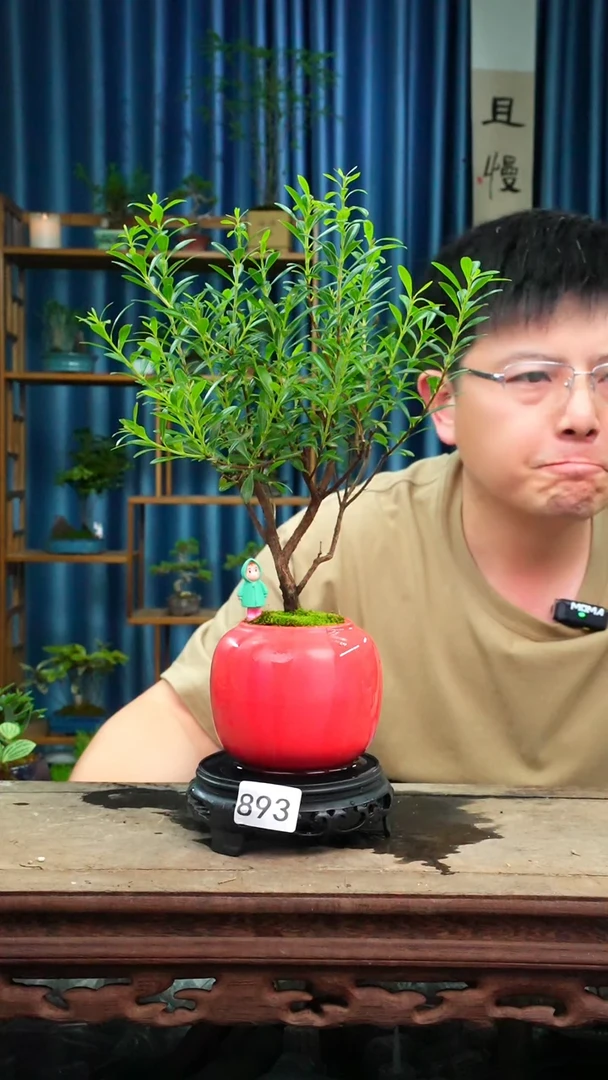 无花朵苔藓微景观893号