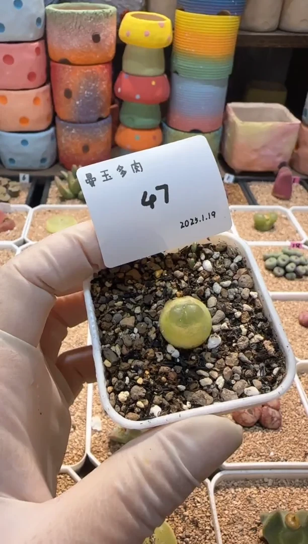 【闪购商品】25.1.19-47哈啰