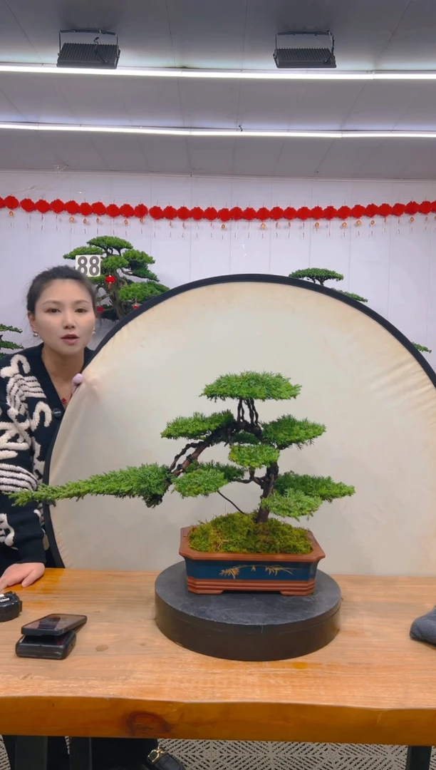 【闪购商品】盆景1