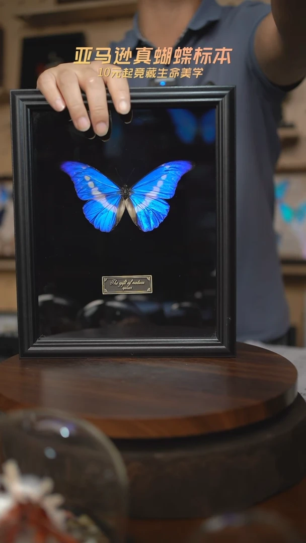 蝴蝶标本摆件c41