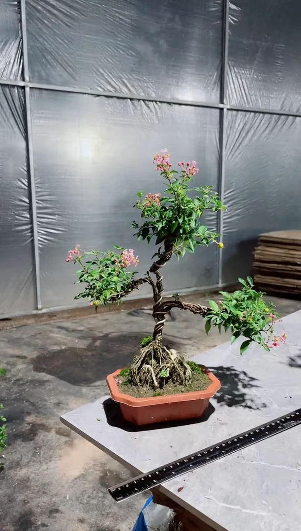 大部分花苞少量开放造型李氏樱桃