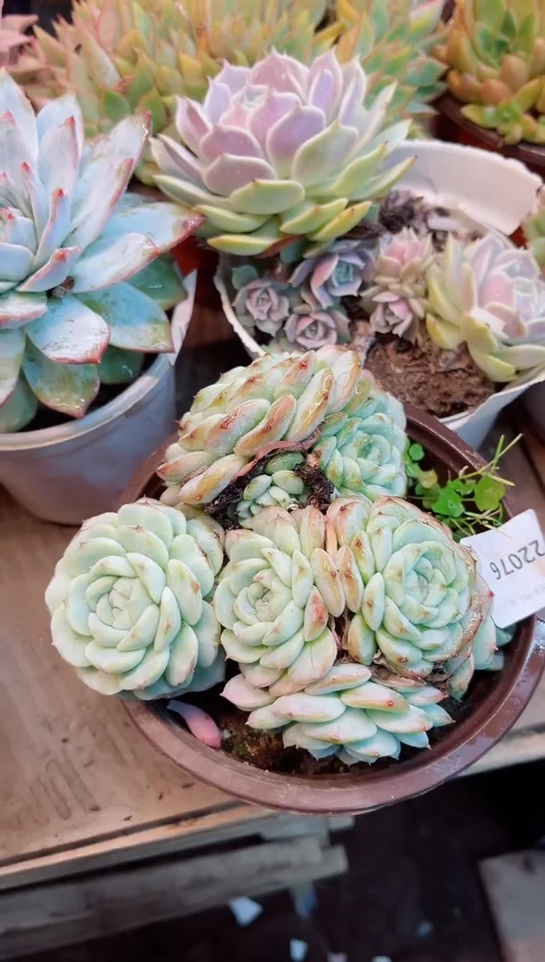 丫*22076多肉植物一物一拍