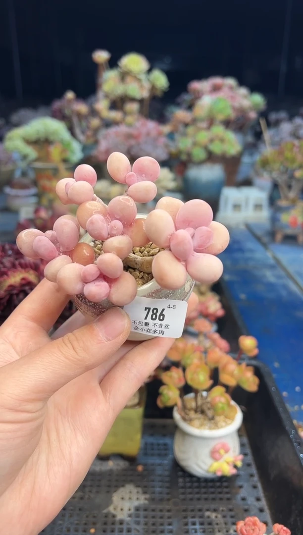 786      不带盆