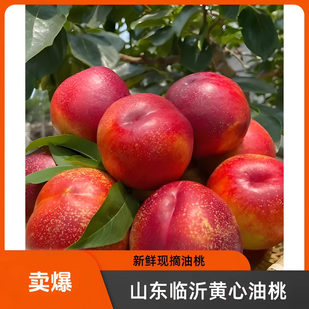 山东临沂头茬黄心红油桃现采现摘现发 老人孕妇宝妈放心吃