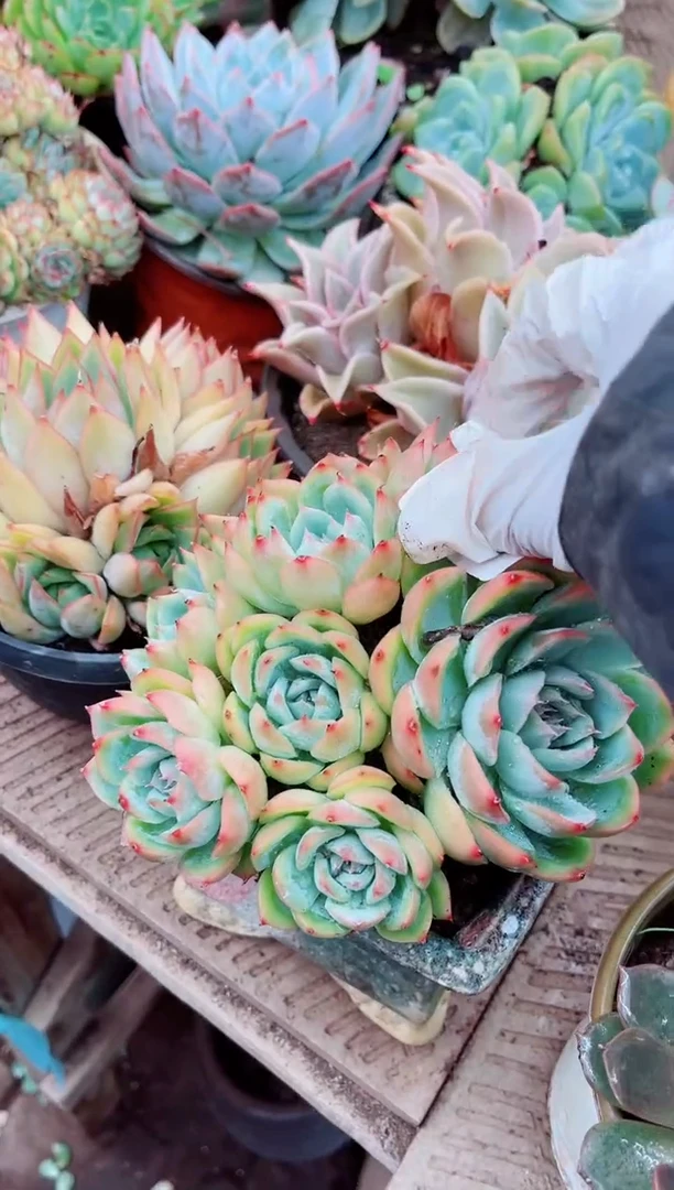 安*30163多肉植物一物一拍