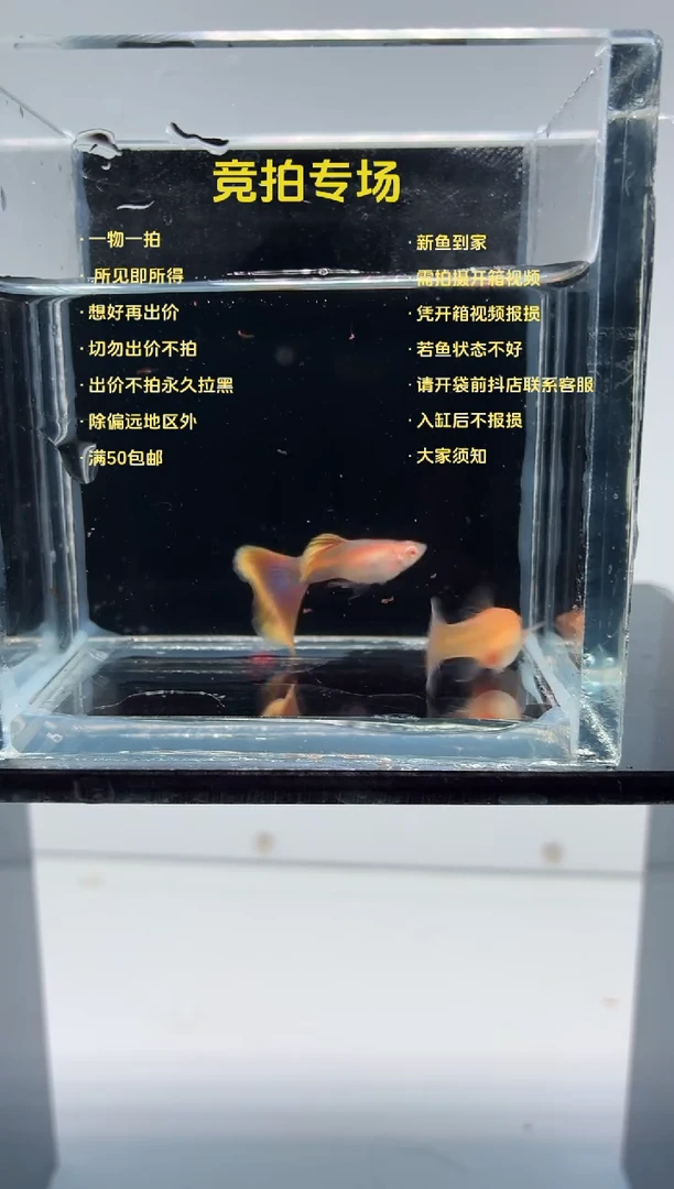 孔雀鱼金粉种鱼一对-5