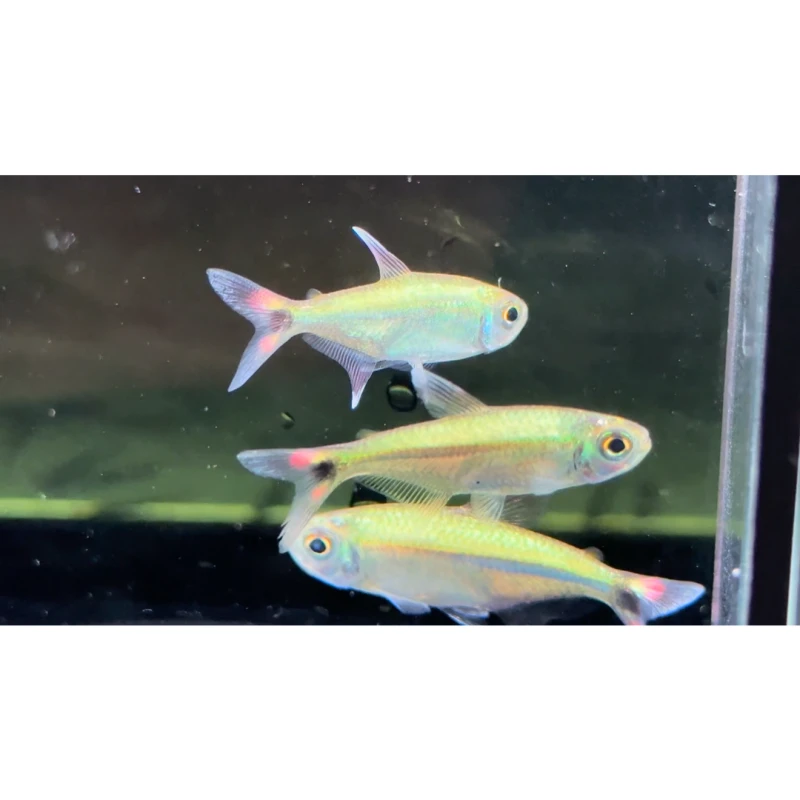 白金虹彩希利蒙尼小型鱼热带鱼观赏鱼