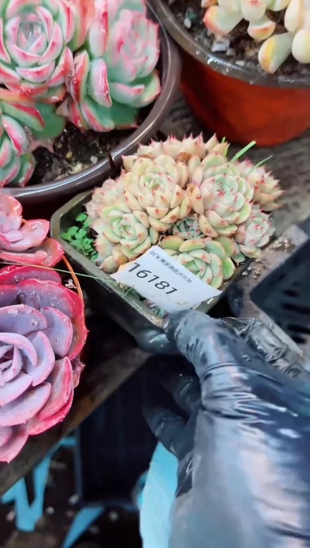 兰*阿迷洲多肉花16181