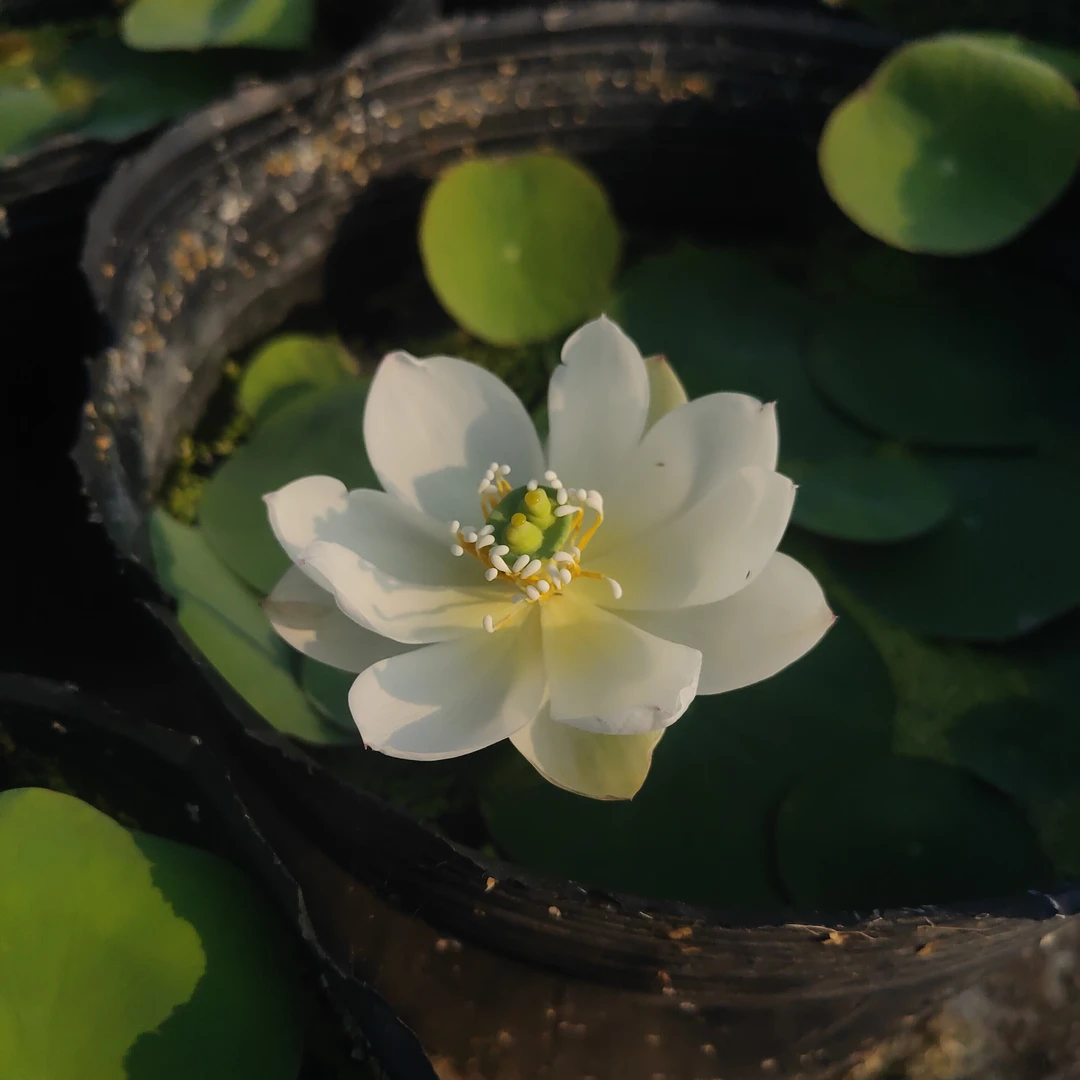 【小玉】微型碗莲种藕/杯苗观赏盆栽水生开花植物阳台庭院楼顶种植
