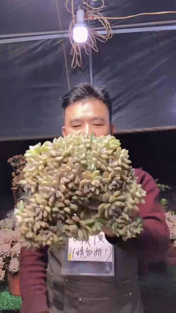 150淡雪缀化一物一拍