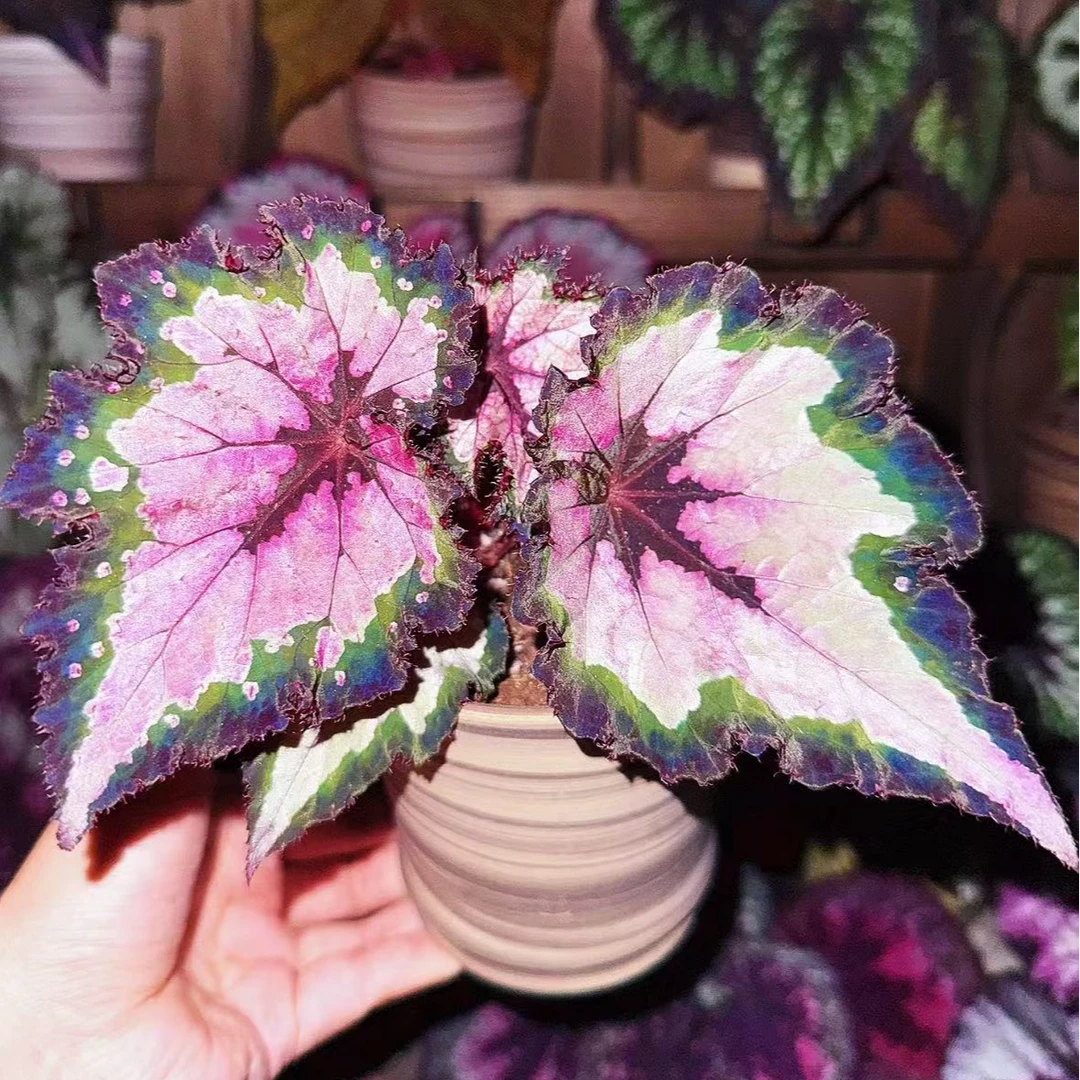 团扇秋海棠 室内观赏植物耐阴好养易活适合书房客厅绿植盆栽