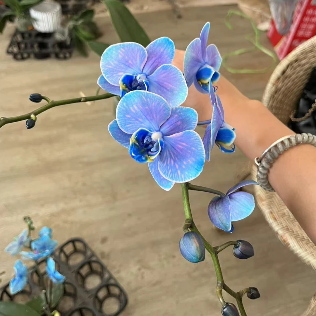 3.0寸优雅人工吸色 蓝色马卡龙一颗【任意两颗起发货】