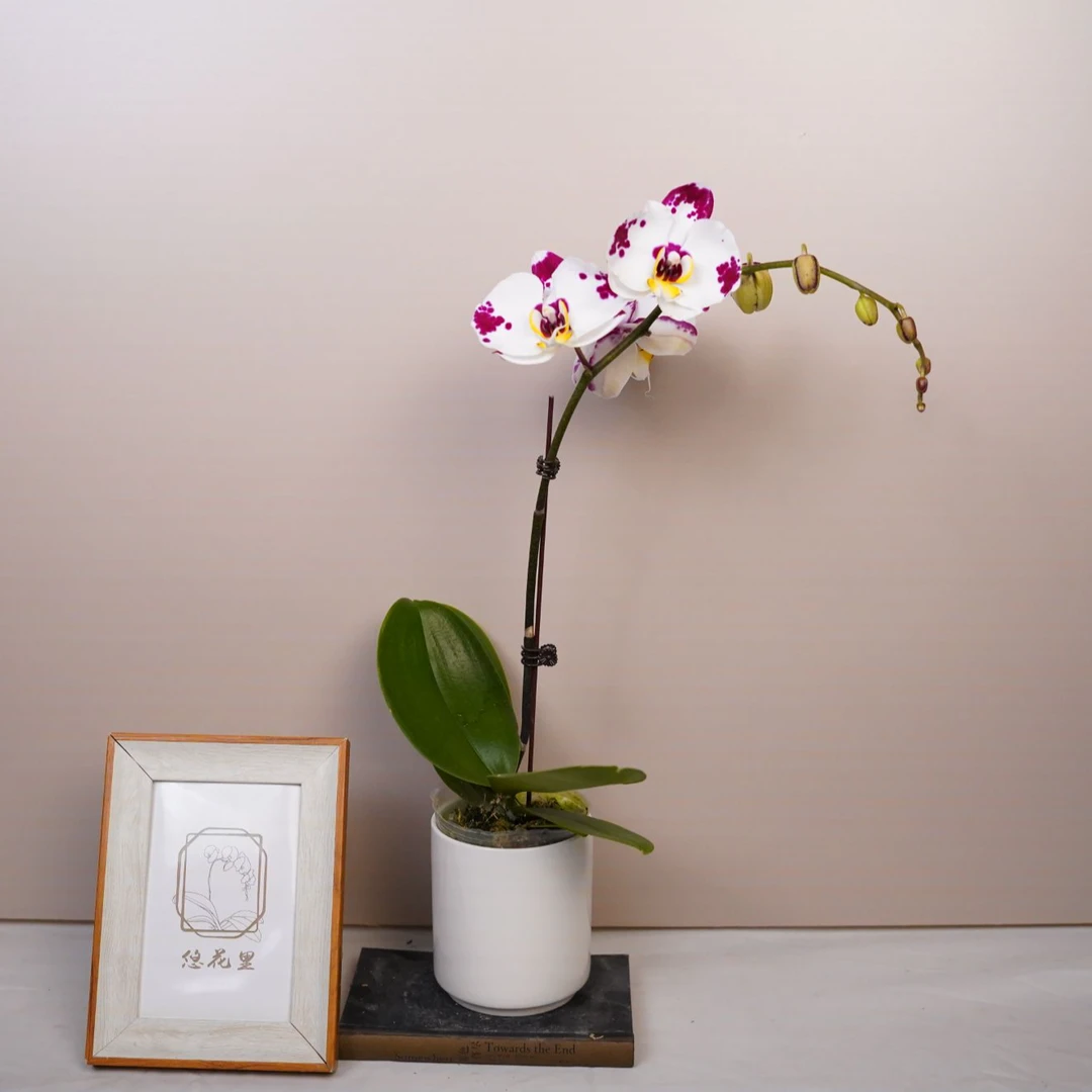 繁星里蝴蝶兰【海蓝之谜】（3.0寸）带花带花苞发货