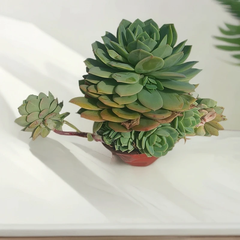 【爆崽恋曲群】带盆土多肉植物新手绿植盆栽好养室内室外