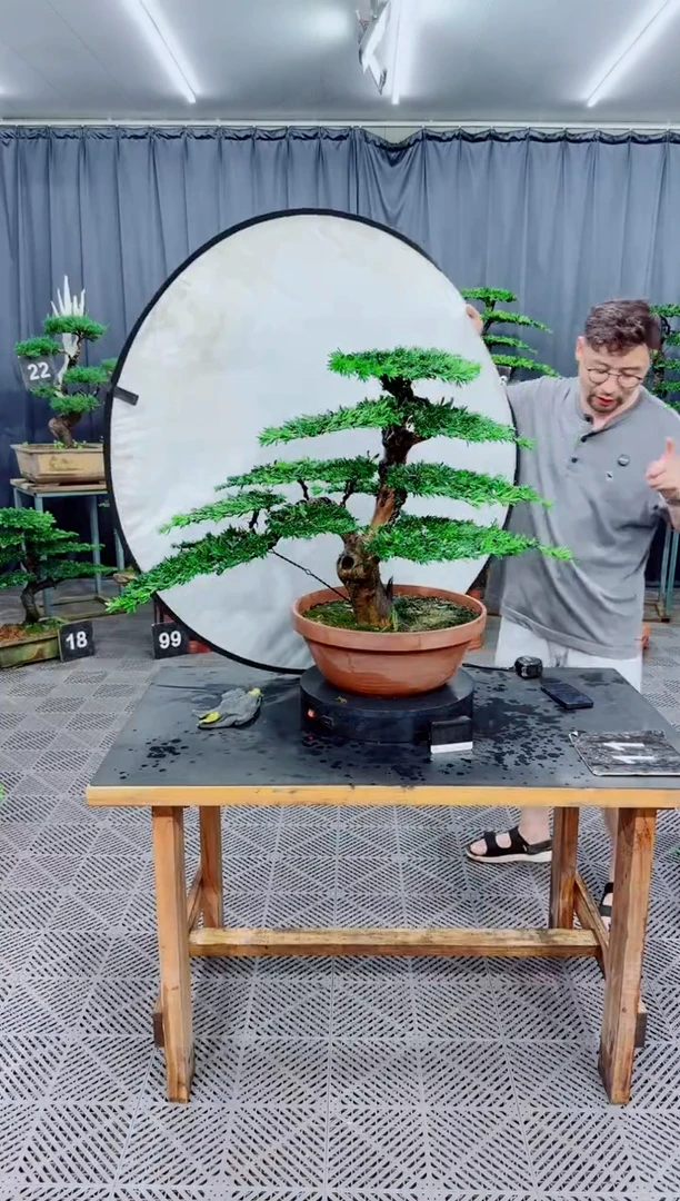 无花朵罗汉松盆景....