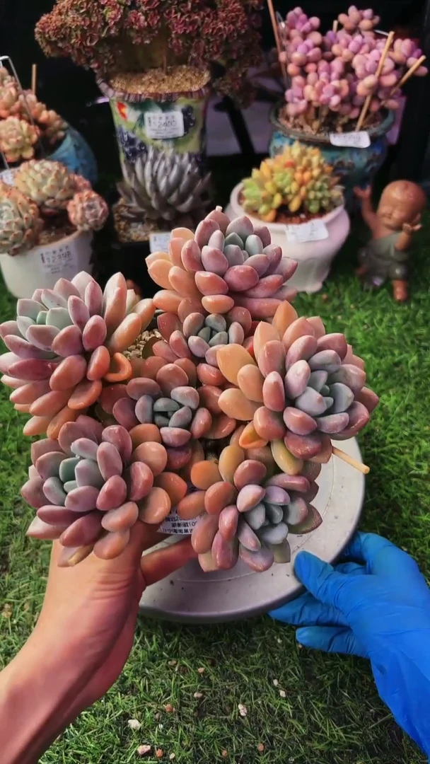 昆明印象多肉12627