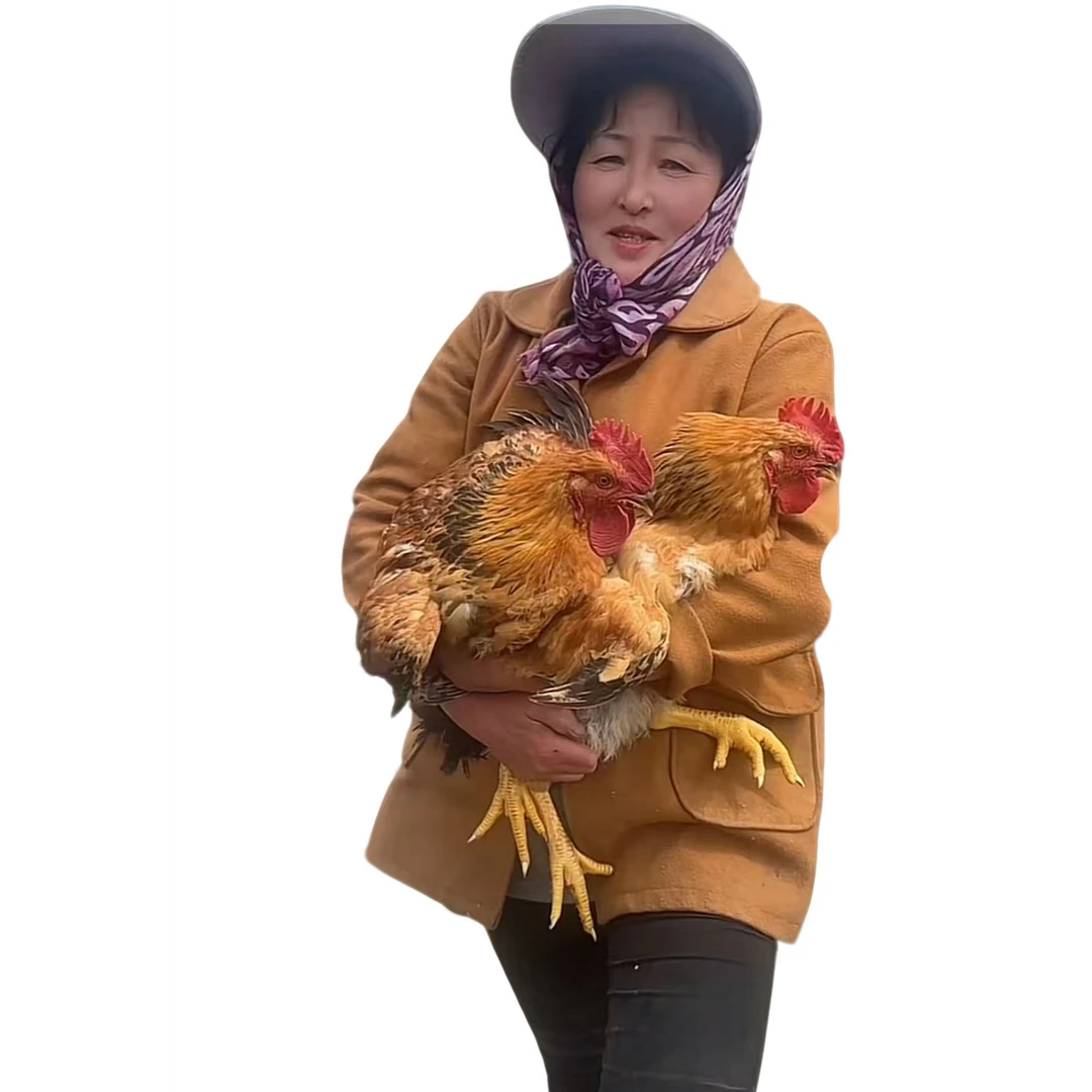 （6斤）包洋六叔家散养跑山大公鸡 包冰率不含冰